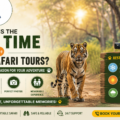 What is the Best Time for Wildlife Safari Tours?